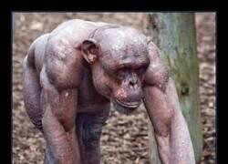 Enlace a La musculatura de los chimpancés