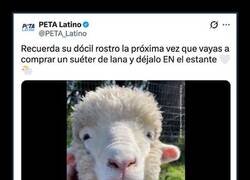 Enlace a Peta en contra de que esquilen a las ovejas