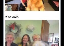 Enlace a Mascotas divertidas haciendo photobomb y robando el protagonismo