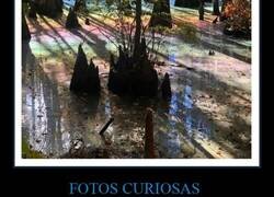 Enlace a Fotos curiosas que son irrepetibles