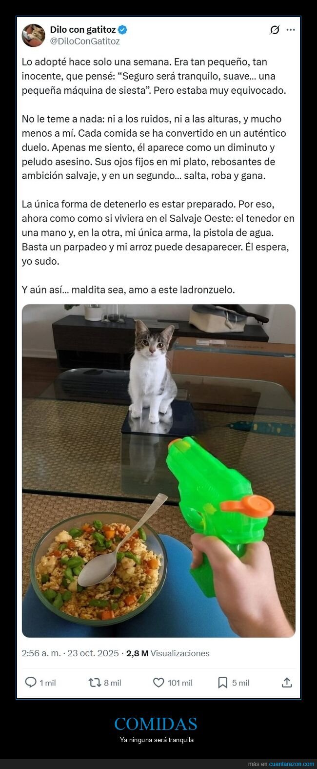gato,adoptado,comida