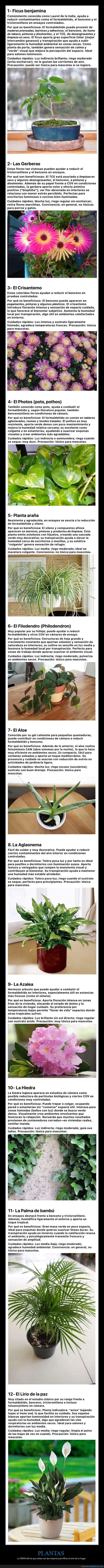 plantas,filtrar,aire