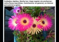 Enlace a La NASA afirma que estas 12 plantas son las mejores para filtrar el aire de tu hogar