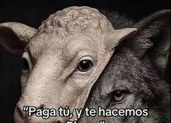 Enlace a Lobo con piel de cordero