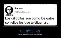 Enlace a Ellos eligen