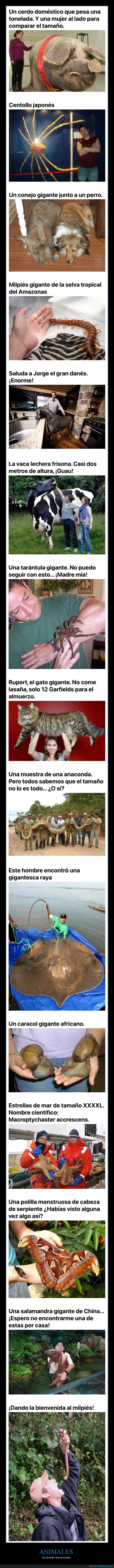 animales,gigantes