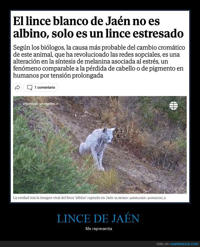 lince,blanco,estresado