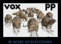 Enlace a Ratas políticas