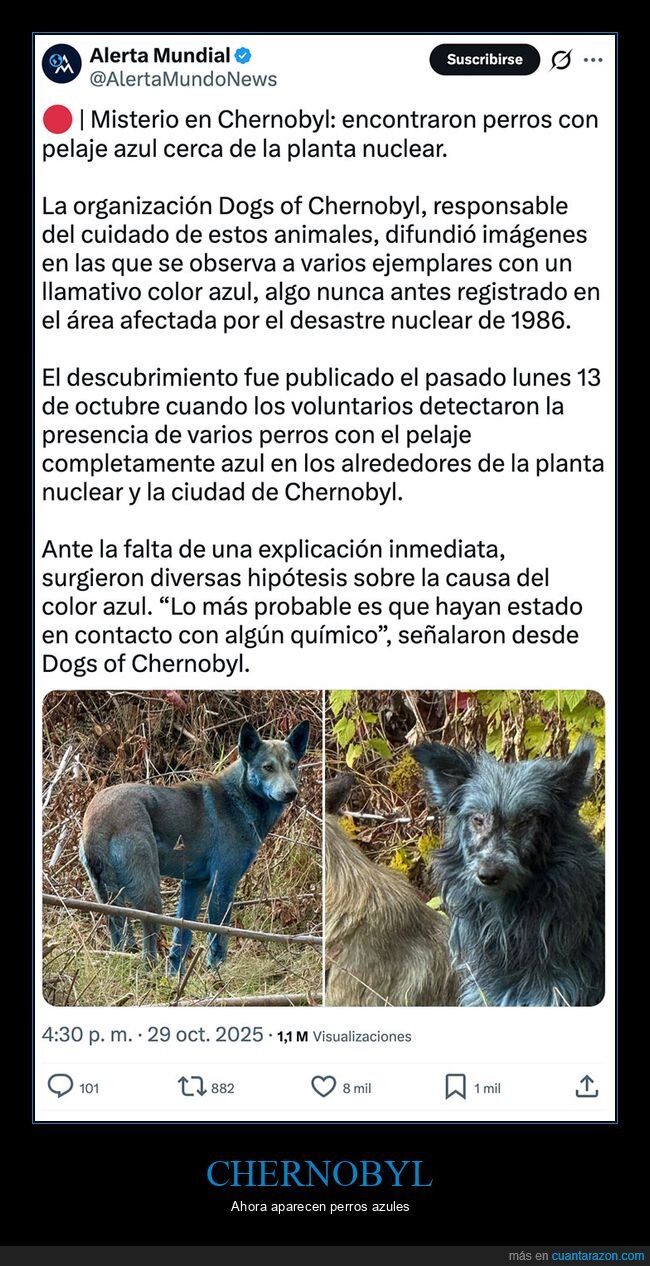 azules,chernobyl,perros
