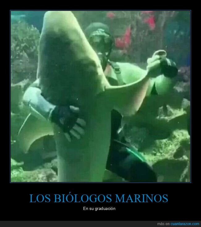 bailando,biólogos marinos,graduación,tiburón