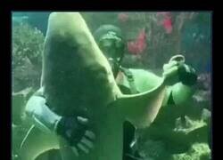 Enlace a Graduación submarina