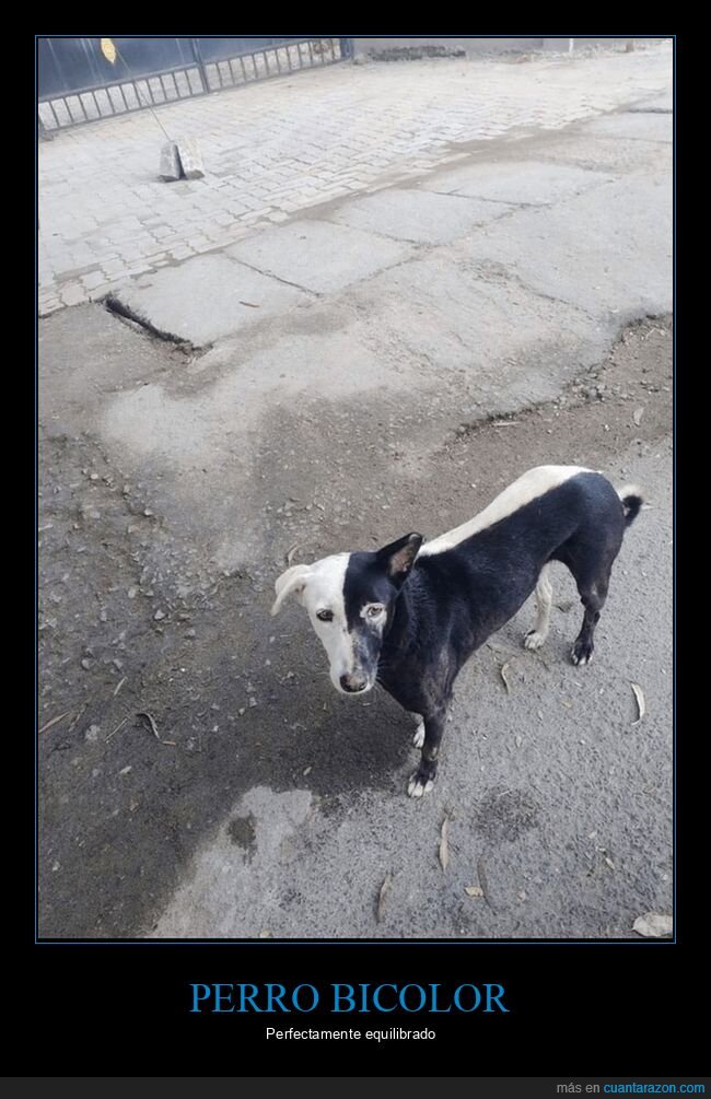 blanco y negro,colores,perros,wtf