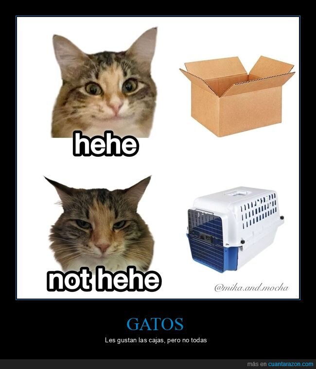 gato,caja,jaula