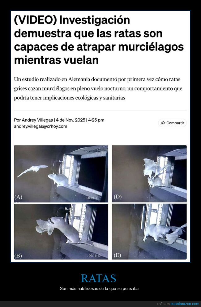 cazar,murciélagos,ratas