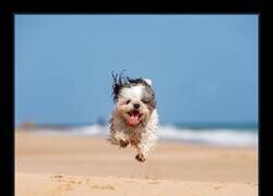 Enlace a Con toda la ilusión del mundo