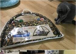 Enlace a Preferencias felinas