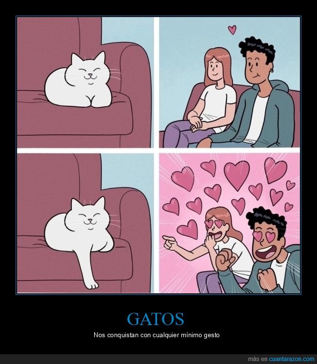 gato,pata