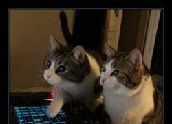 Enlace a Situación típica