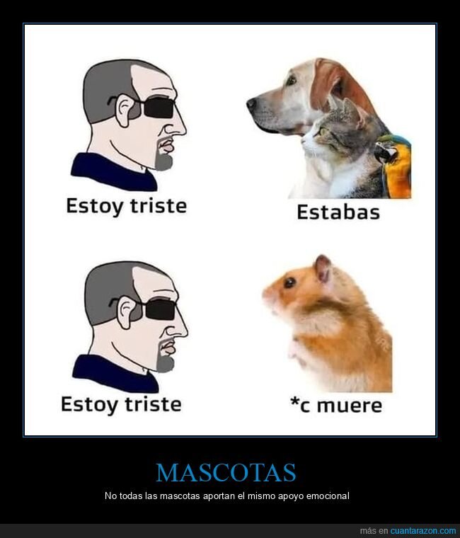 hámster,mascotas,triste