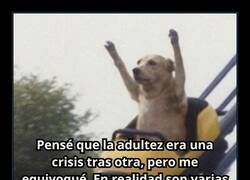 Enlace a La verdad sobra la vida adulta