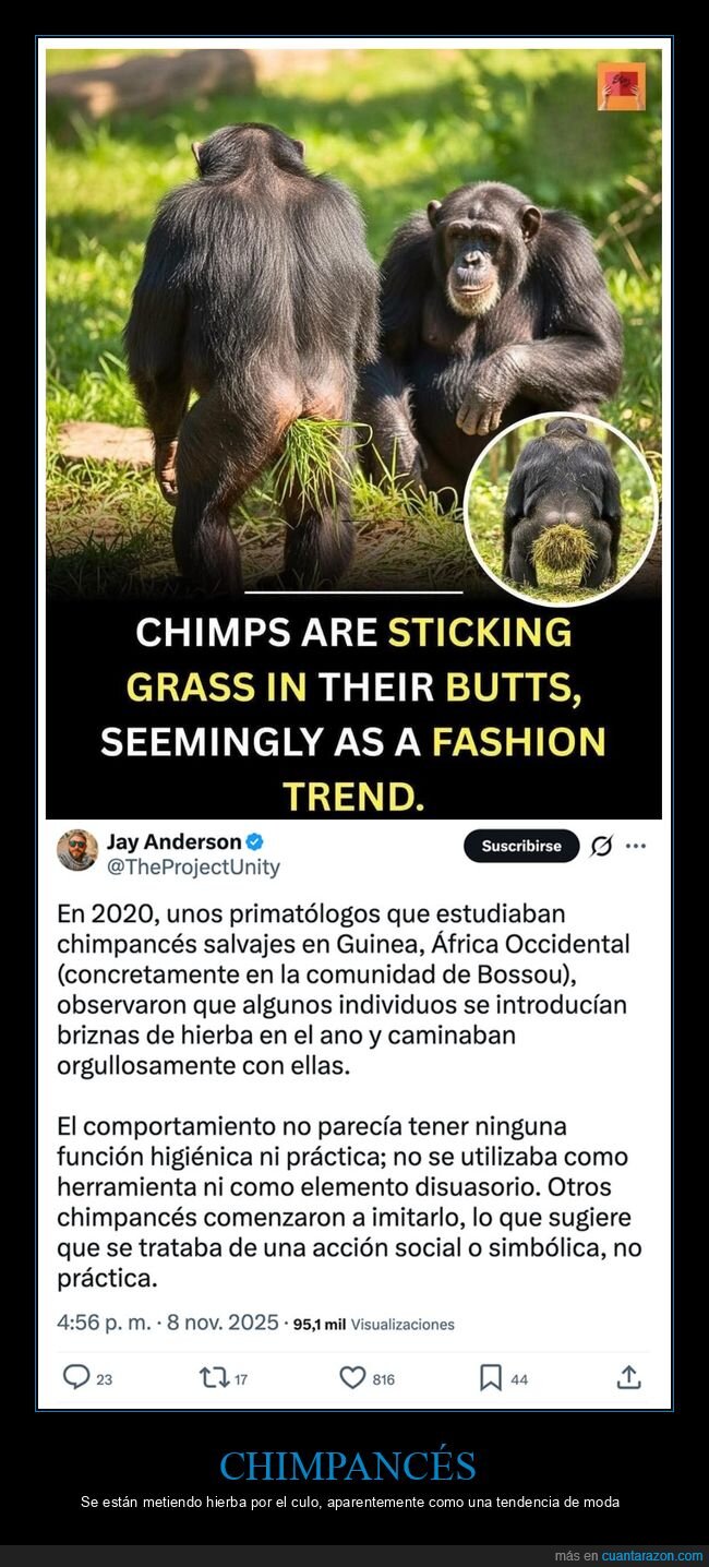chimpancés,hierba,moda