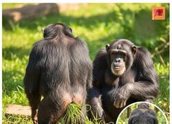 Enlace a La última moda entre chimpancés