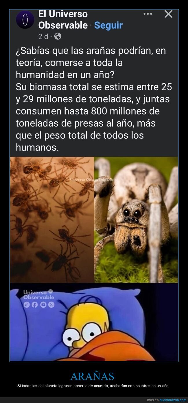 arañas,comer,curiosidades,humanos