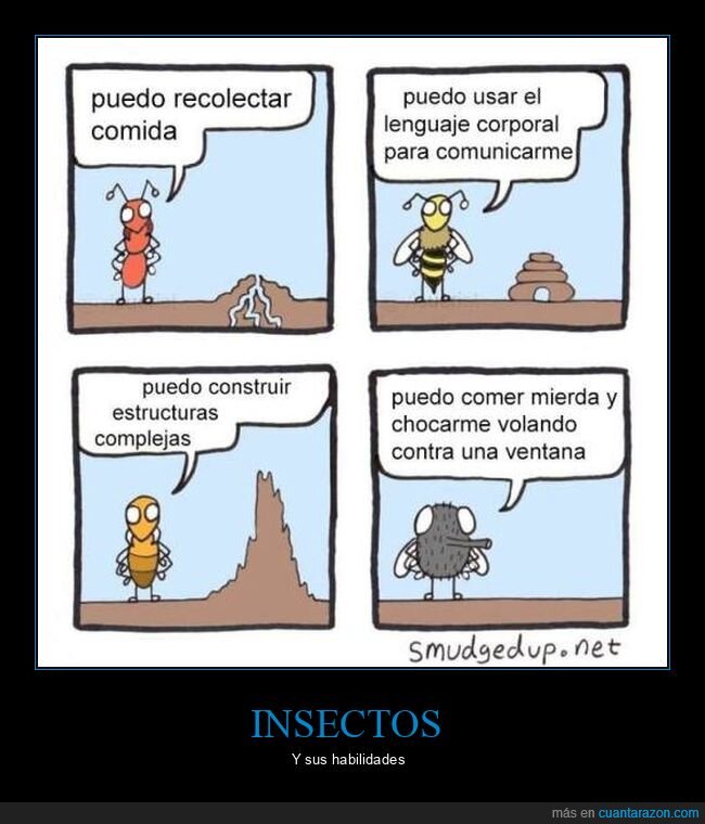 habilidades,insectos,mosca