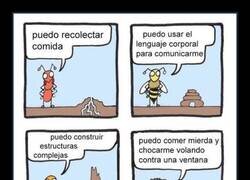 Enlace a Hay insectos habilidosos y luego están las moscas