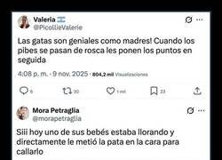 Enlace a Maternidad felina