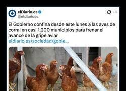 Enlace a Gallinas confinadas