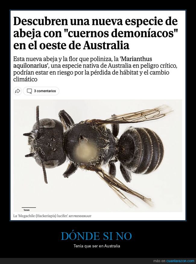 abeja,cuernos