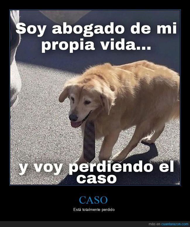 abogado,caso,perder,perros,vida