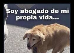 Enlace a Abogado desastroso