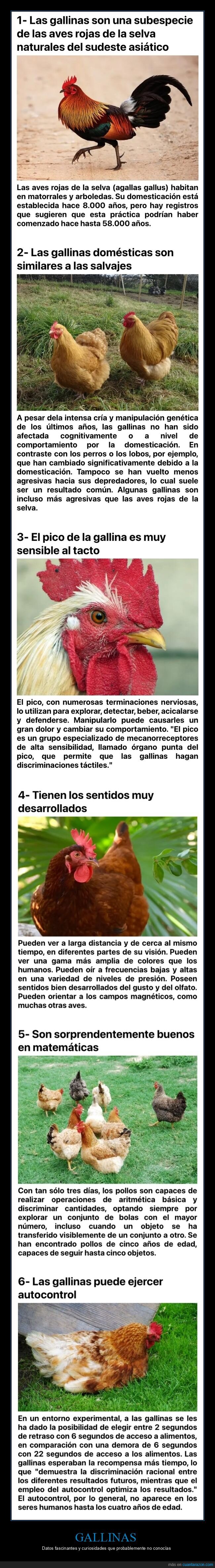gallinas,curiosidades