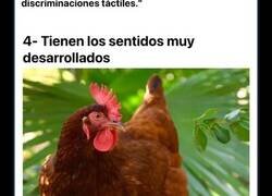 Enlace a Datos fascinantes y curiosidades sobre las gallinas que no conocías