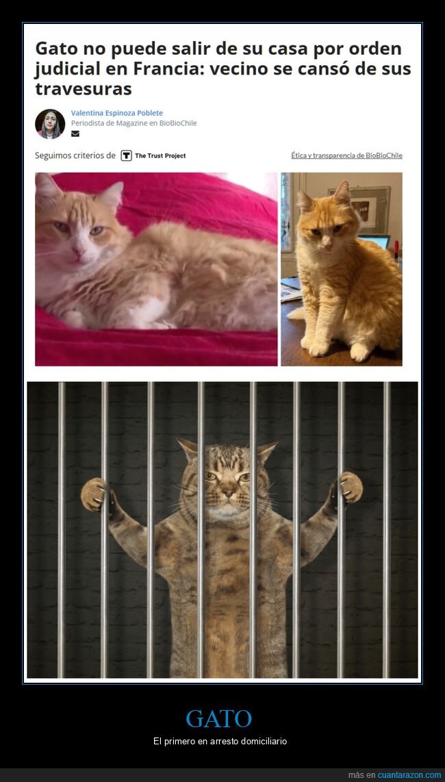 gato,arresto domiciliario
