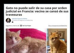 Enlace a Gato condenado