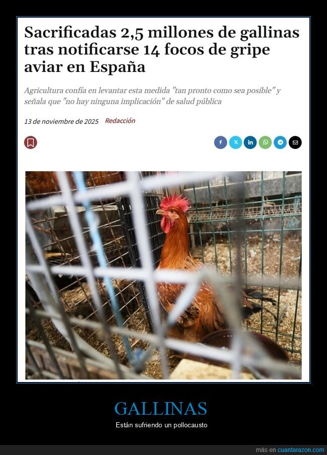 gallinas,sacrificadas,gripe aviar