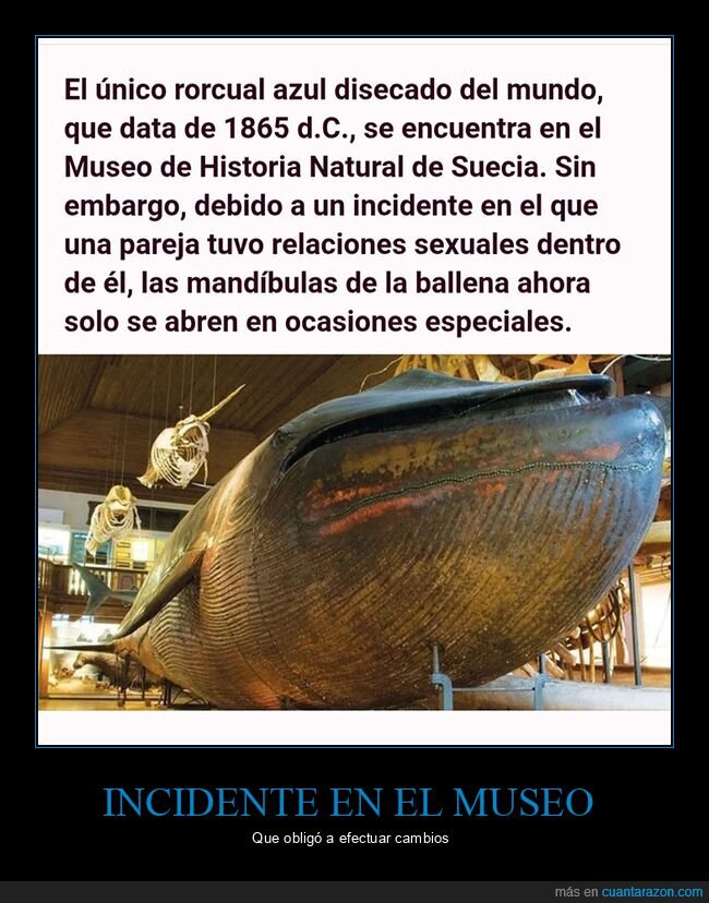 ballena azul,disecada,madíbulas,museo,pareja