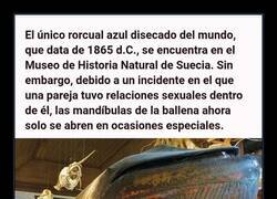 Enlace a El incidente con el rorcual azul disecado