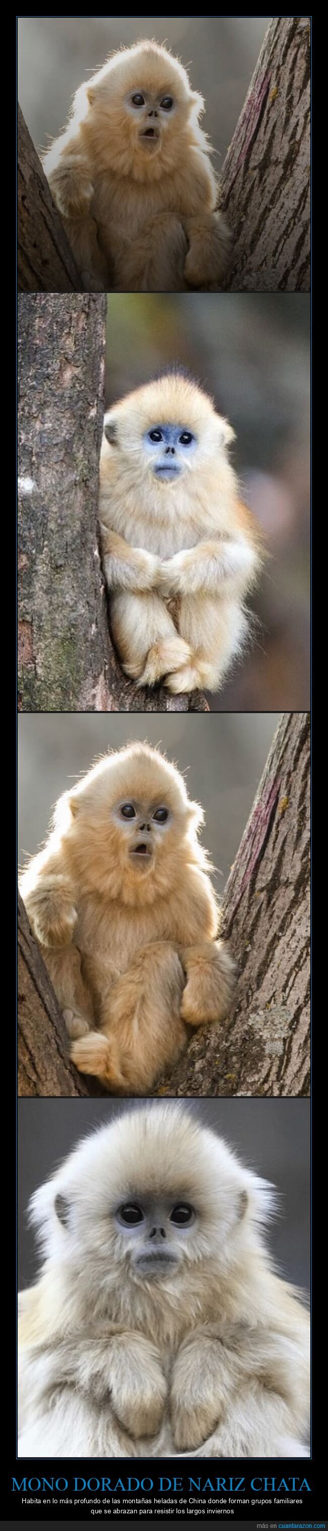 mono dorado de nariz chata