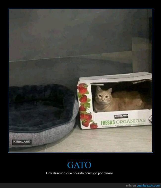 gato,caja