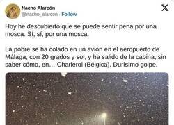 Enlace a Mosca viajera