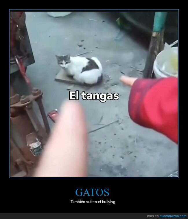 el tangas,gatos
