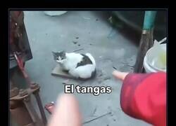 Enlace a No podía tener otro mote