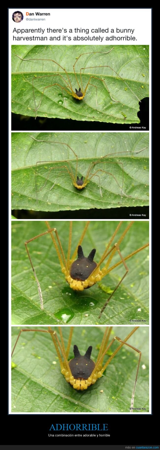 bicho,curiosidades,opilión