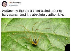 Enlace a Una criatura peculiar