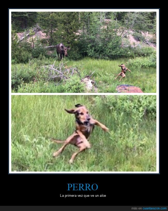 alce,perros,wtf