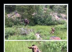 Enlace a Sorpresa comprensible